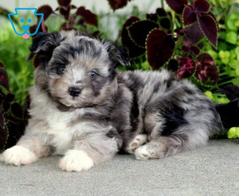Blue merle Poodle Mix puppy lying with white paws stretched forward, showing off its fluffy mottled coat against colorful garden foliage.