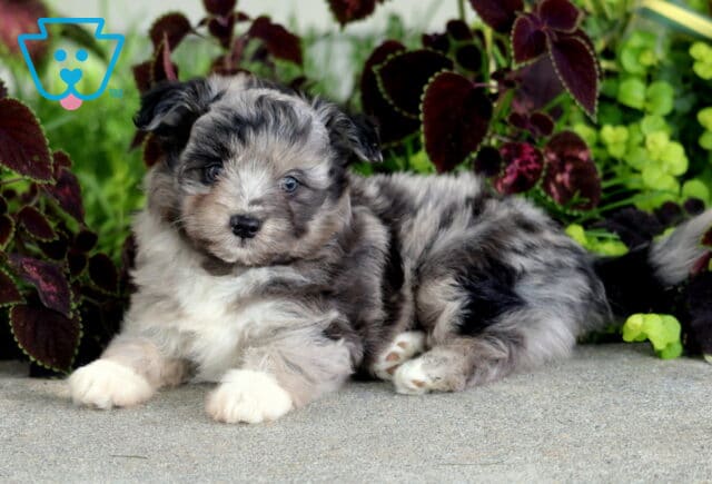 Blue merle Poodle Mix puppy lying with white paws stretched forward, showing off its fluffy mottled coat against colorful garden foliage. image