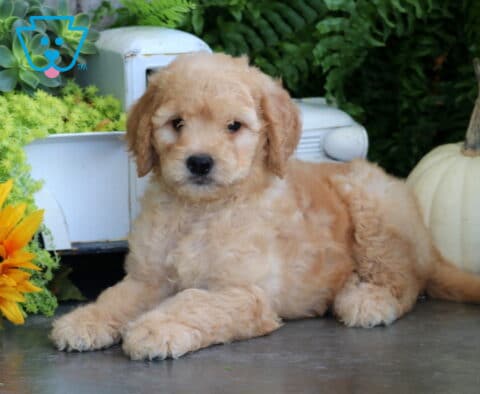 Taz Goldendoodle