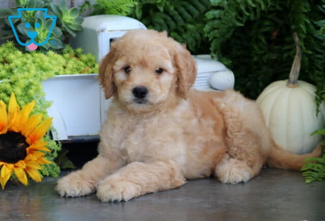 Taz Goldendoodle image