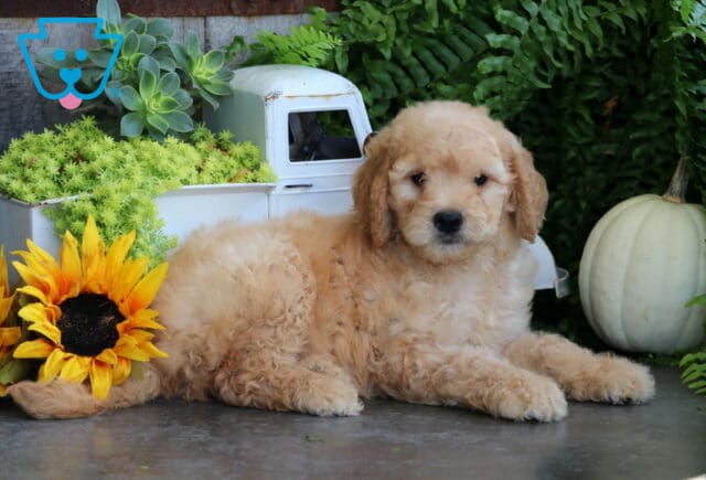 Taz Goldendoodle2 image