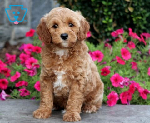 Golden Mini Goldendoodle puppy with a white chest sitting on a stone ledge in front of vibrant pink flowers.