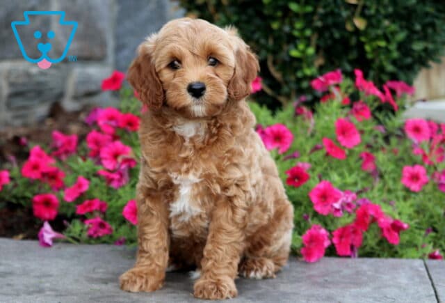 Taz Mini Goldendoodle image