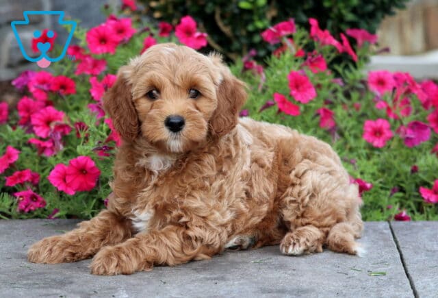 Taz Mini Goldendoodle2 image