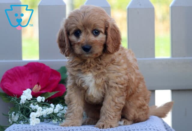 Teddy Cavapoo image