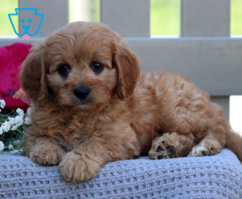 Teddy Cavapoo2