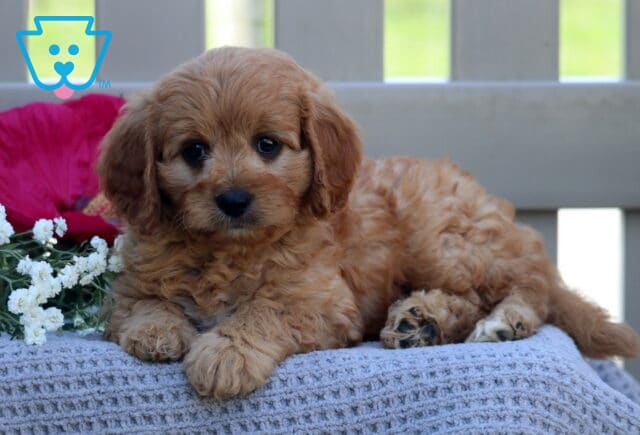 Teddy Cavapoo2 image