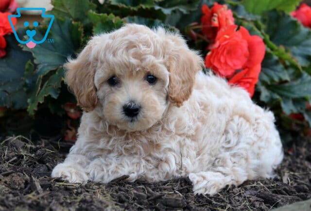 Teddy Havapoo image
