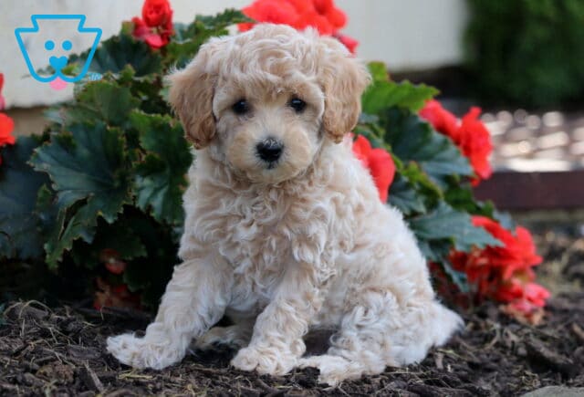 Teddy Havapoo2 image