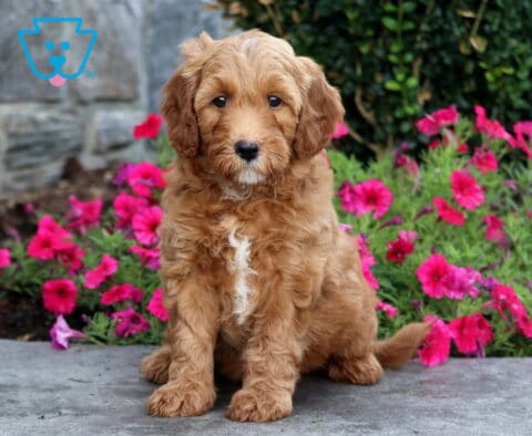 Apricot Mini Goldendoodle puppy with a white chest marking sitting on a stone ledge in front of vivid pink flowers.