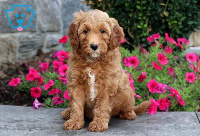 Teddy Mini Goldendoodle image