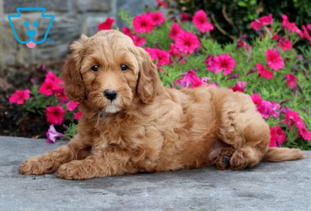 Teddy Mini Goldendoodle2 image