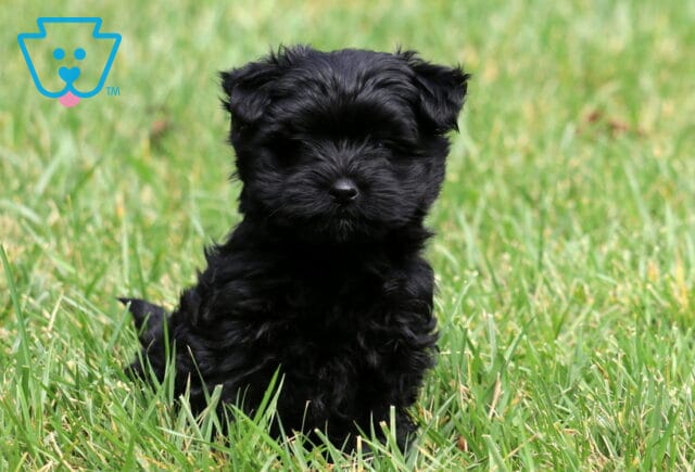 Fluffy black Yorkiepoo puppy sitting attentively in bright green grass with a soft, wavy coat and sweet expression. image