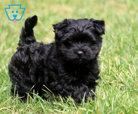 Curly black Yorkiepoo puppy walking through the green grass with its tail held high and fluffy coat shining in the sunlight.