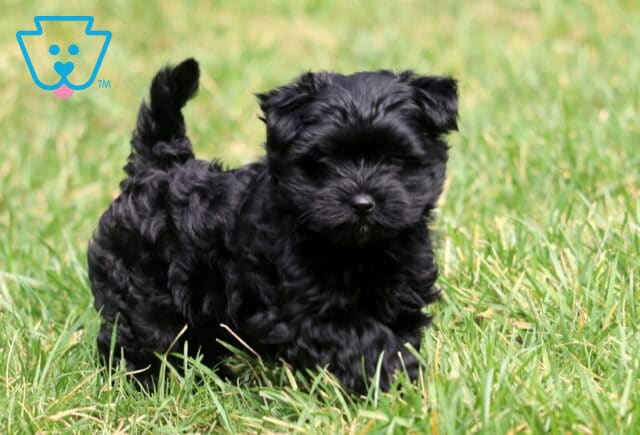 Curly black Yorkiepoo puppy walking through the green grass with its tail held high and fluffy coat shining in the sunlight. image