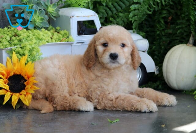 Tennessee Goldendoodle image