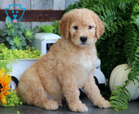 Tennessee Goldendoodle2
