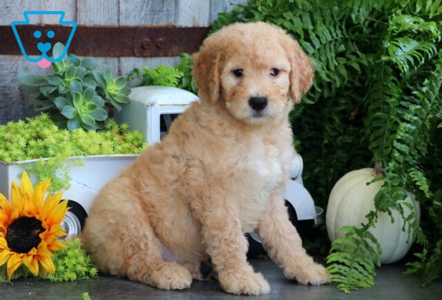 Tennessee Goldendoodle2 image