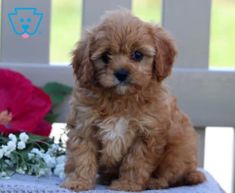 Teresa Cavapoo