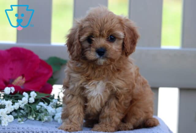 Teresa Cavapoo image
