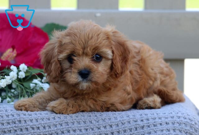 Teresa Cavapoo2 image