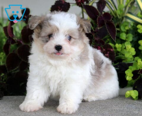 Fluffy white and cream Poodle Mix puppy sitting on a stone surface with its tiny tongue peeking out, surrounded by lush garden plants.