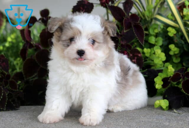 Fluffy white and cream Poodle Mix puppy sitting on a stone surface with its tiny tongue peeking out, surrounded by lush garden plants. image