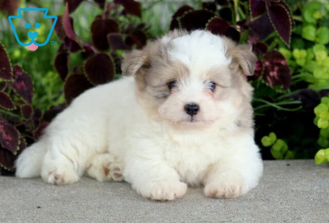 Fluffy white and cream Poodle Mix puppy lying with its paws stretched forward on a stone surface, framed by colorful garden foliage. image