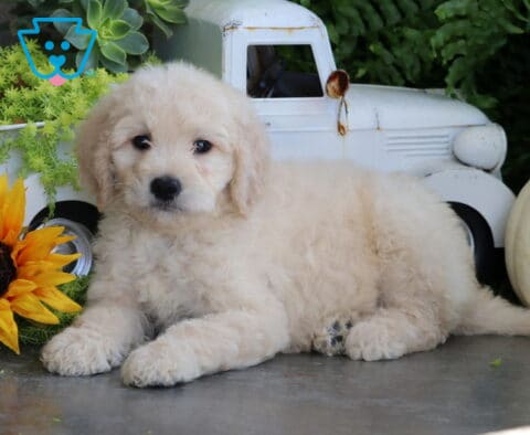 Tia Goldendoodle