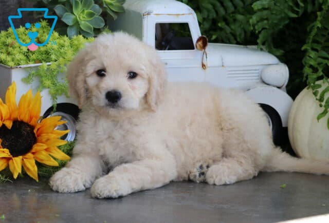 Tia Goldendoodle image