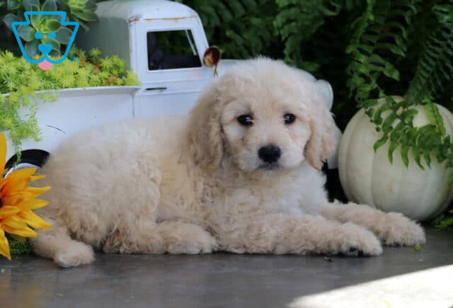 Tia Goldendoodle2 image