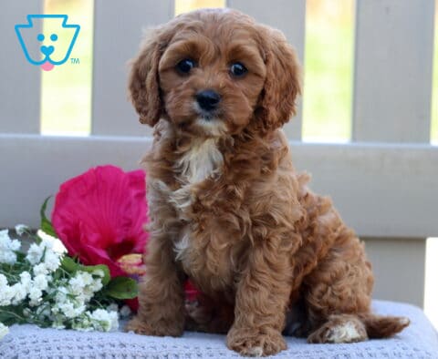 Tiffany Cavapoo
