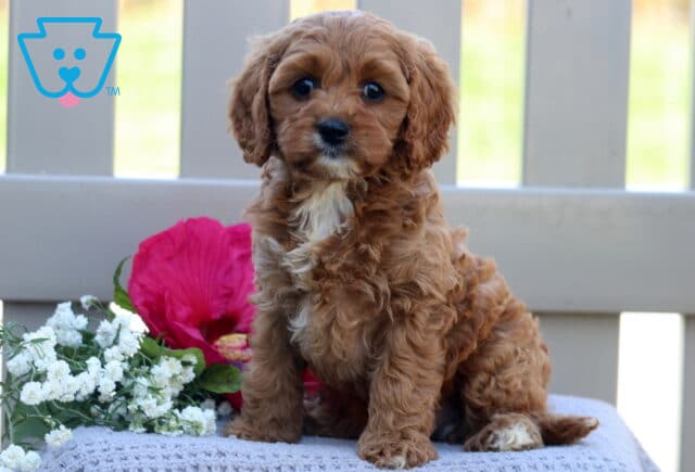 Tiffany Cavapoo image
