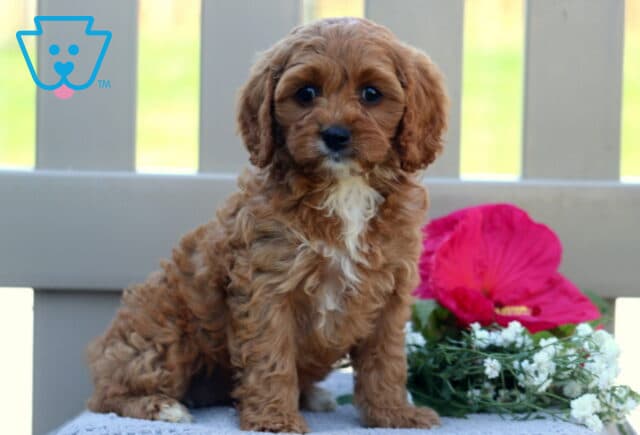Tiffany Cavapoo2 image
