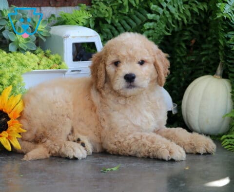 Tilly Goldendoodle
