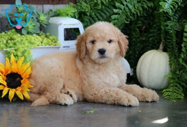 Tilly Goldendoodle image