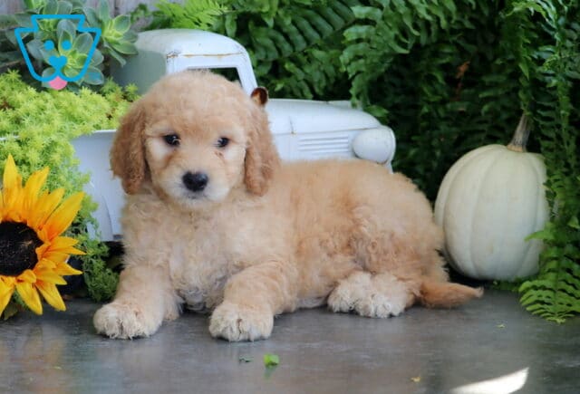 Tilly Goldendoodle2 image