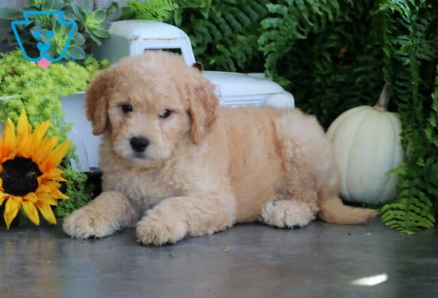 Timber Goldendoodle image
