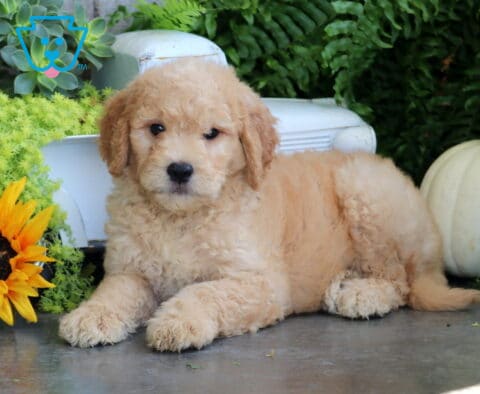 Timber Goldendoodle2