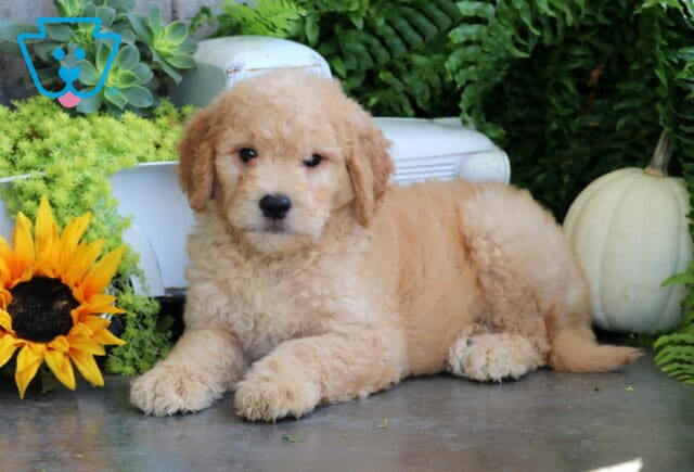 Timber Goldendoodle2 image