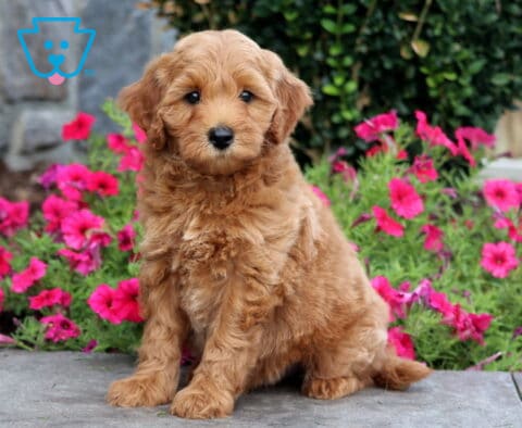 Fluffy golden Mini Goldendoodle puppy sitting on a stone walkway in front of vibrant pink garden flowers.