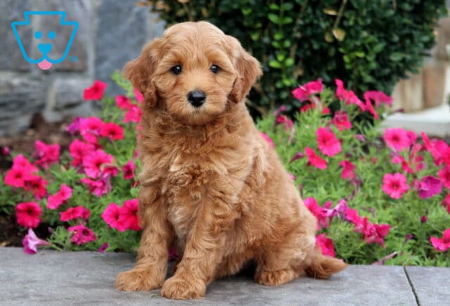 Timber Mini Goldendoodle image