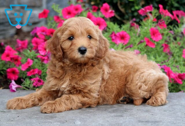 Timber Mini Goldendoodle2 image