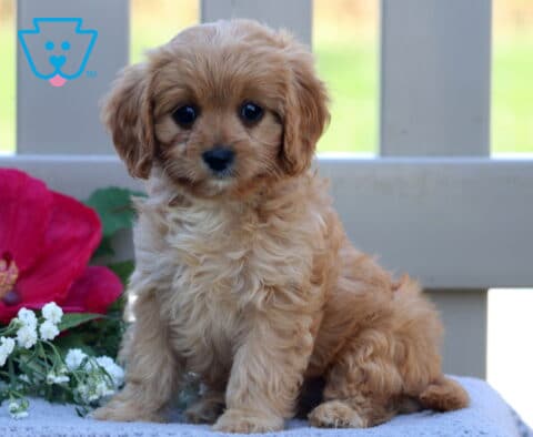 Tina Cavapoo