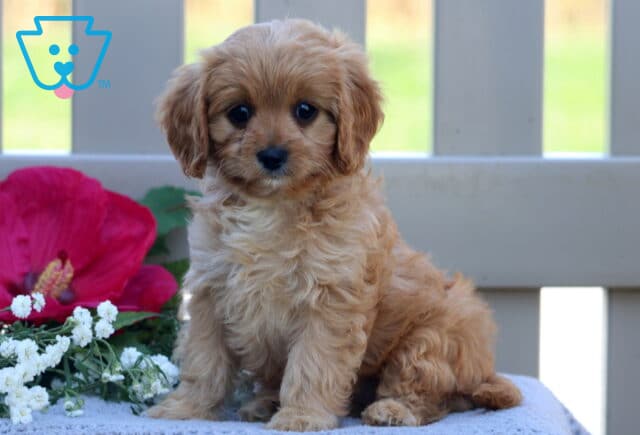 Tina Cavapoo image