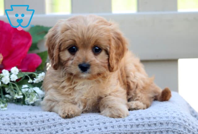 Tina Cavapoo2 image
