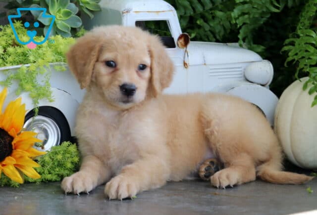 Tiny Goldendoodle image