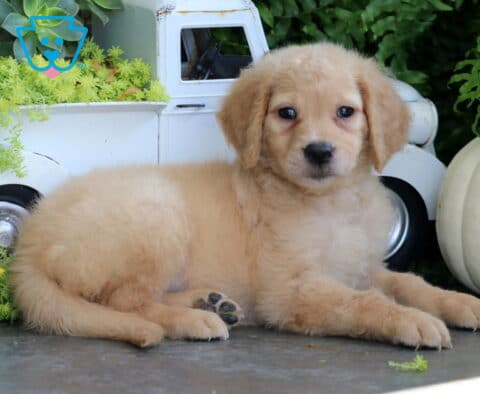 Fluffy golden Goldendoodle puppy stretched out beside a white pumpkin and decorative vintage truck, looking sweetly toward the camera.
