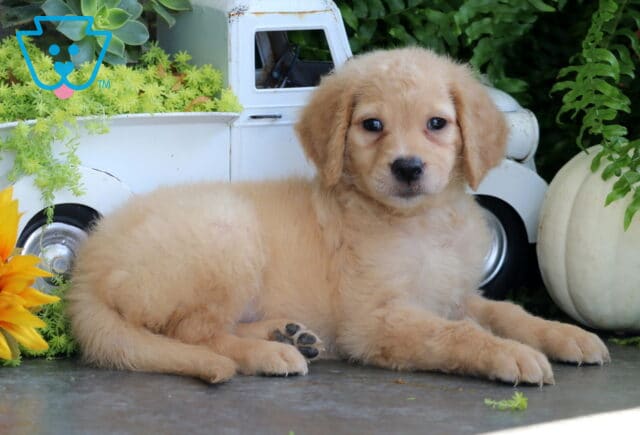 Tiny Goldendoodle2 image
