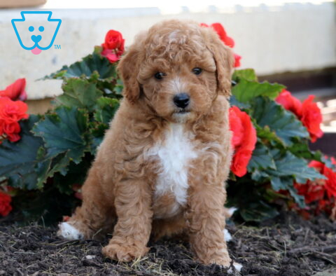 Toby Havapoo